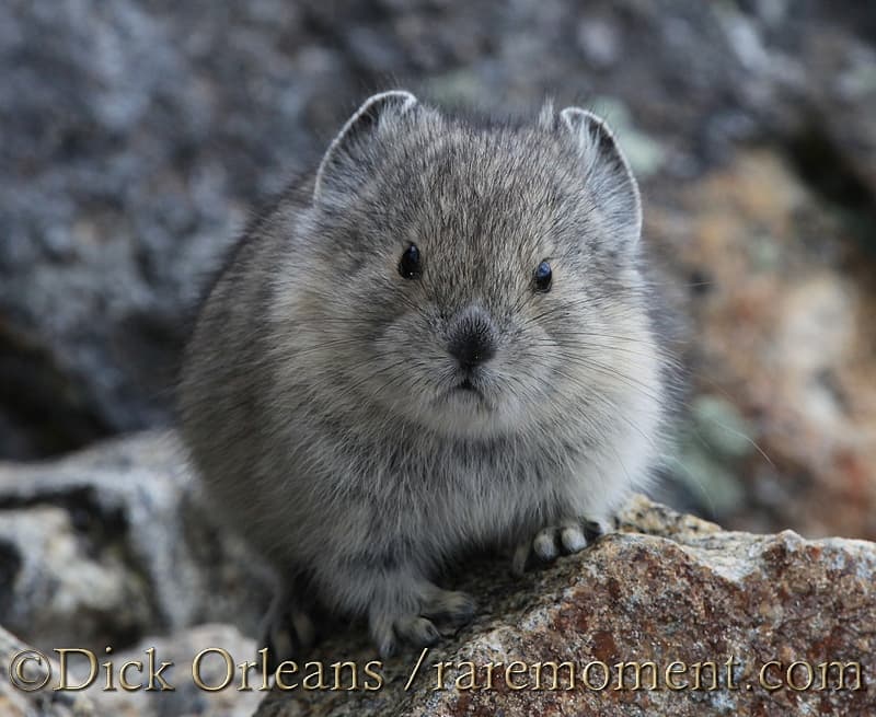 american pika, photo credit dick orleans photo