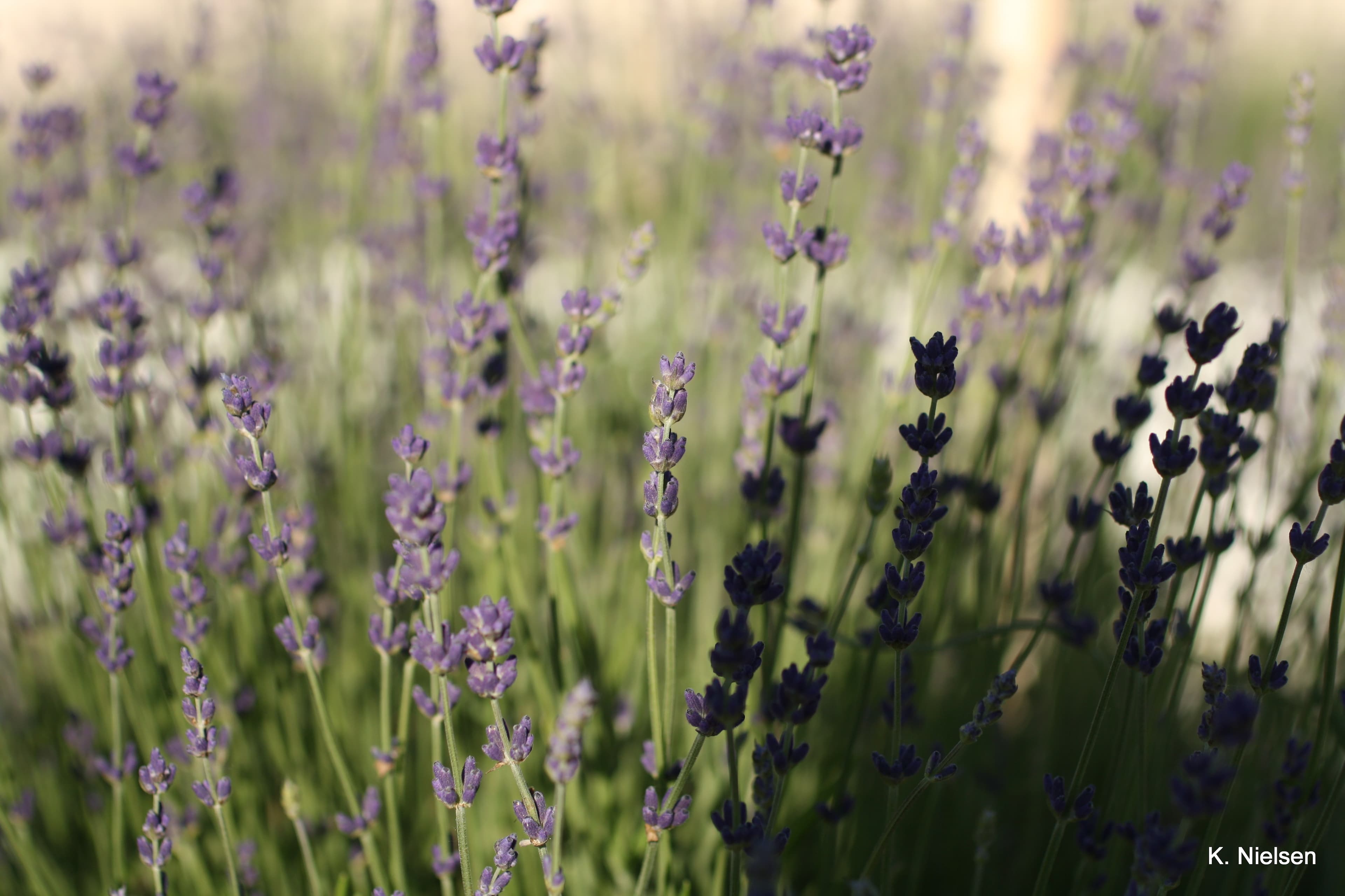 l. angustifolia, true lavender, culinary capable photo