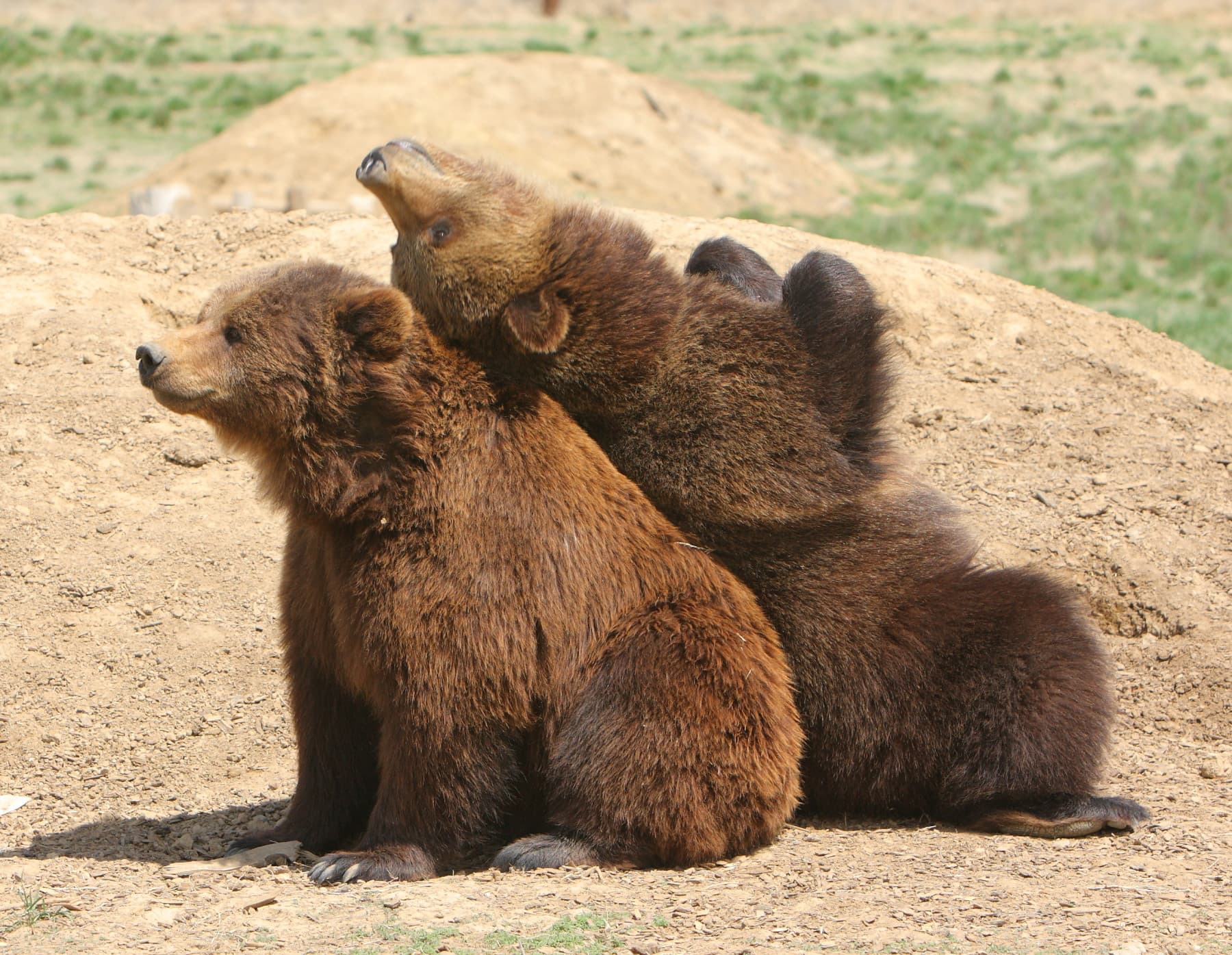 rescued grizzly bears photo 10