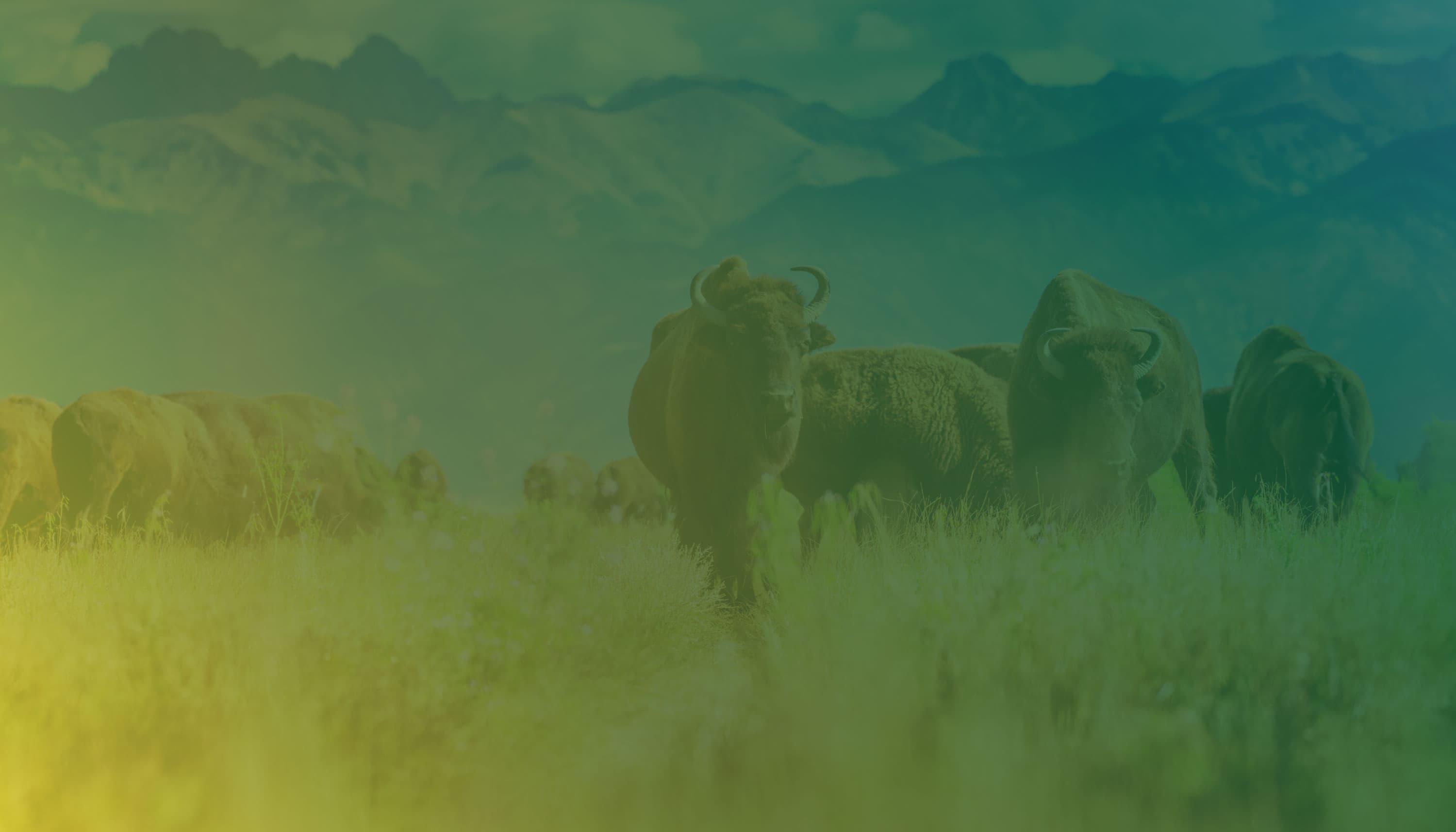 Colorado Photo Preserves