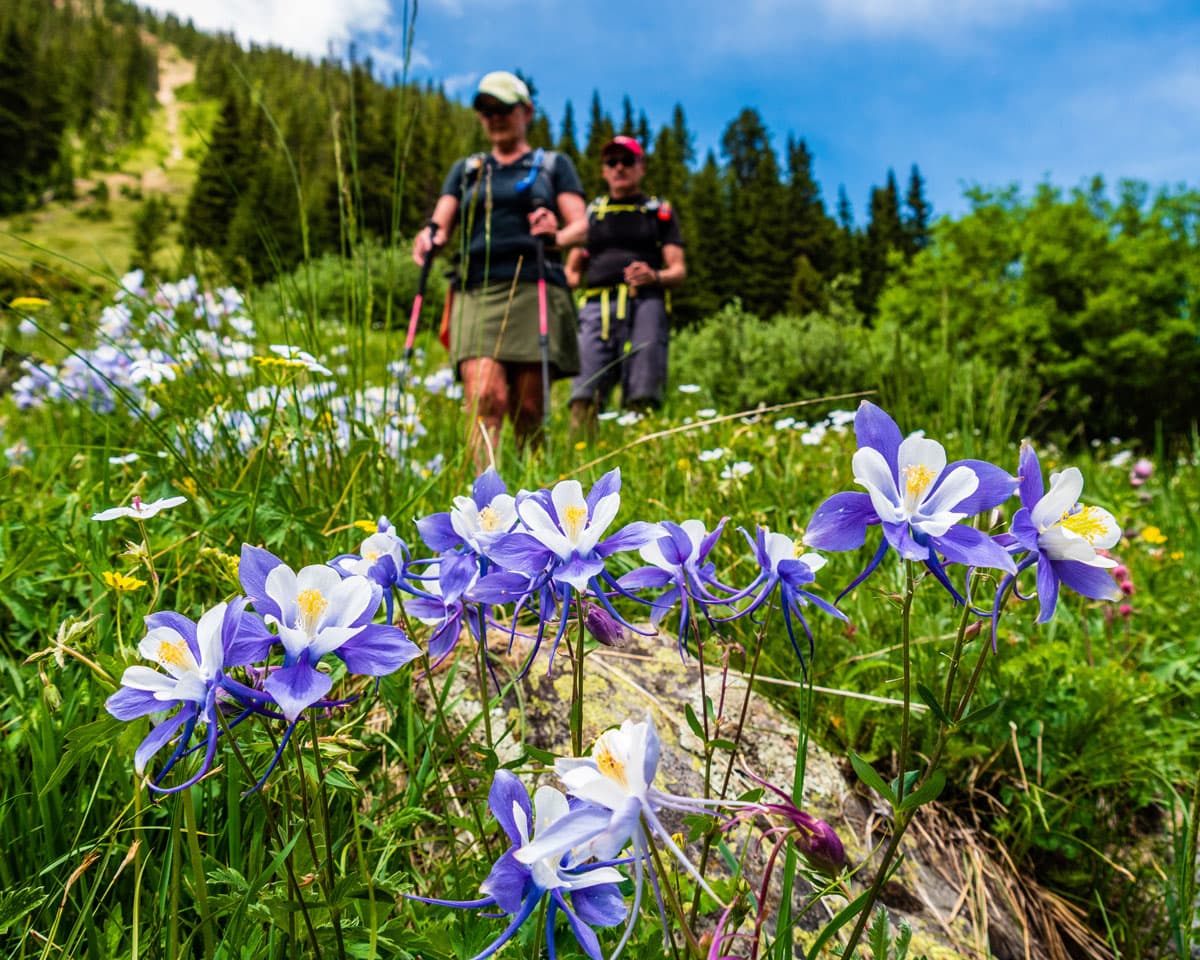 Two people hike past blue columbines set in a green meadow in the mountains of Leadville, Colorado