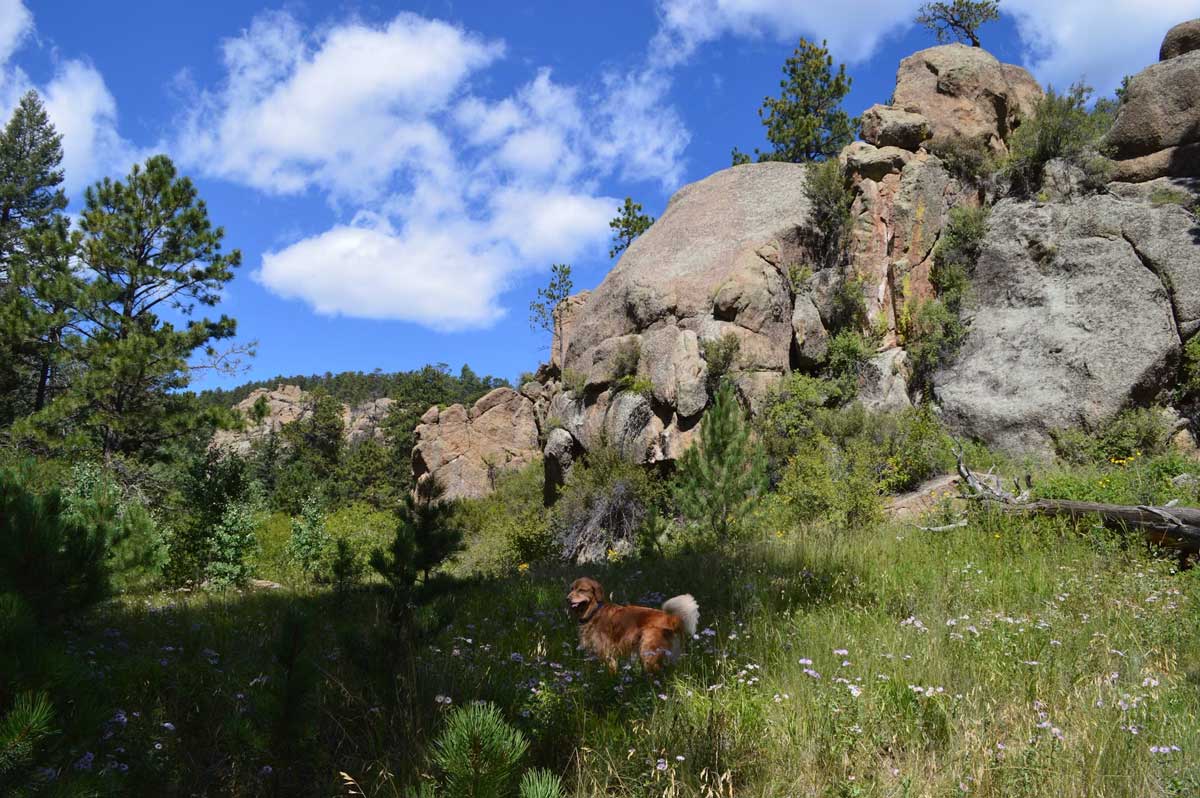 A dog waits for its hiking owner alongside a trail under blue skies