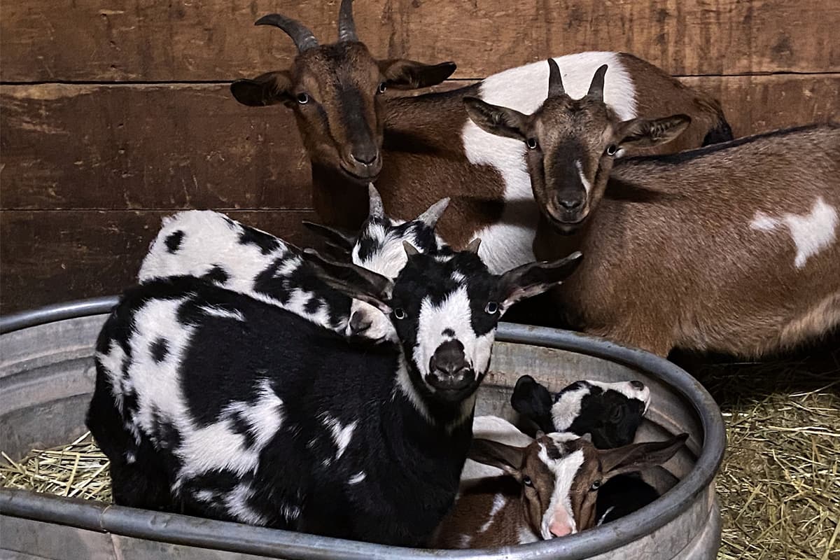 Brown and white and black and white goats pose for a photo at Cedar Ridge Ranch in Colorado. The larger goats stand in the back and the smaller ones stand or sit in a farm bucket.