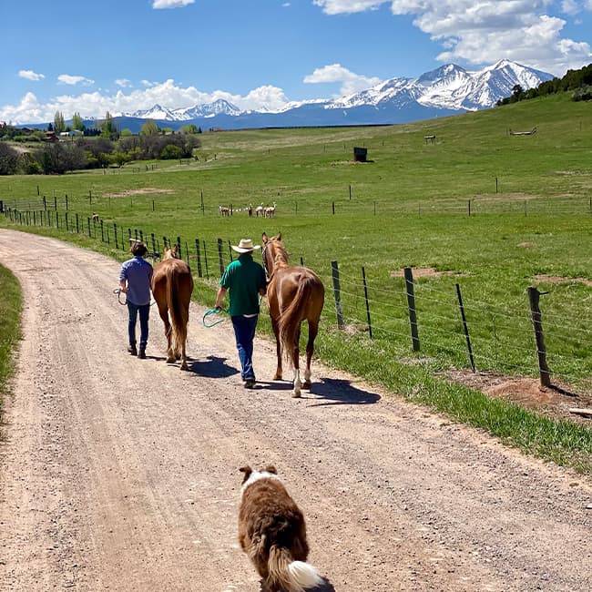 Two horses walk down a dirt road with two people at Cedar Ridge Ranch in Colorado. A brown and white collie follows behind them.