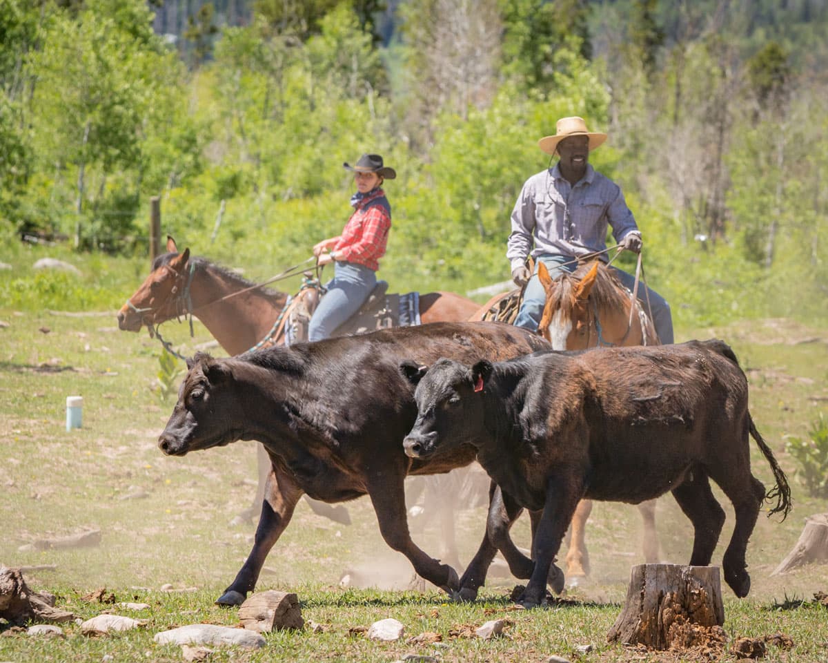 Two smiling people dressed in cowboy hats, flannels and jeans sit on saddled horses. The horses chase two brown cows in the middle of a grassy pasture. The sun is shining brightly.