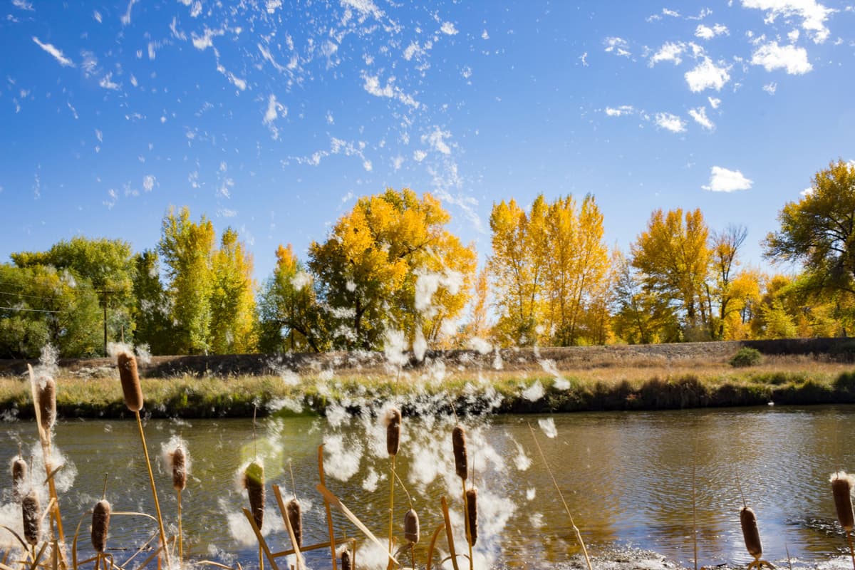 Fluffy feather-like seeds fly from cattails by a pond in Alamosa Colorado
