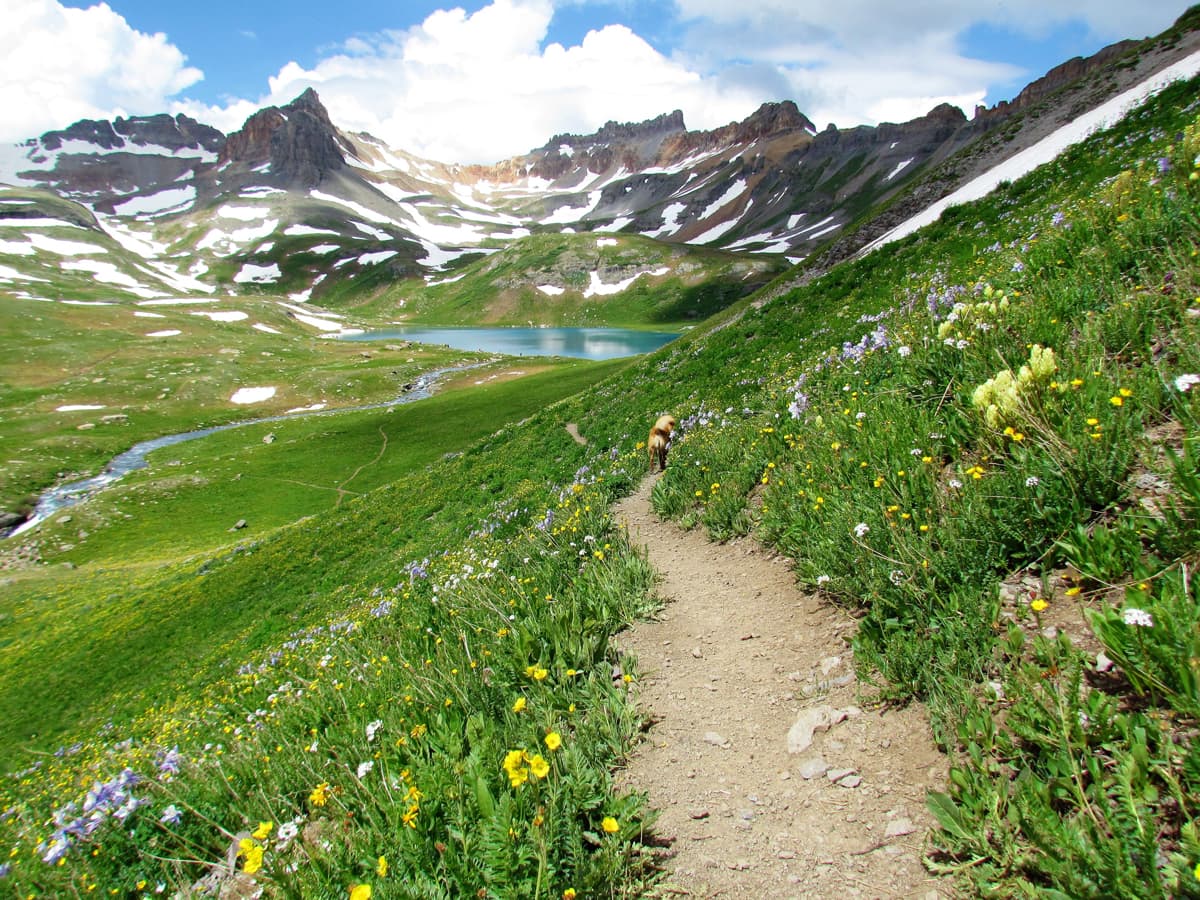 A trail through a wildflower-strewn meadow leading to a turquoise alpine lakes in Colorado's high country.