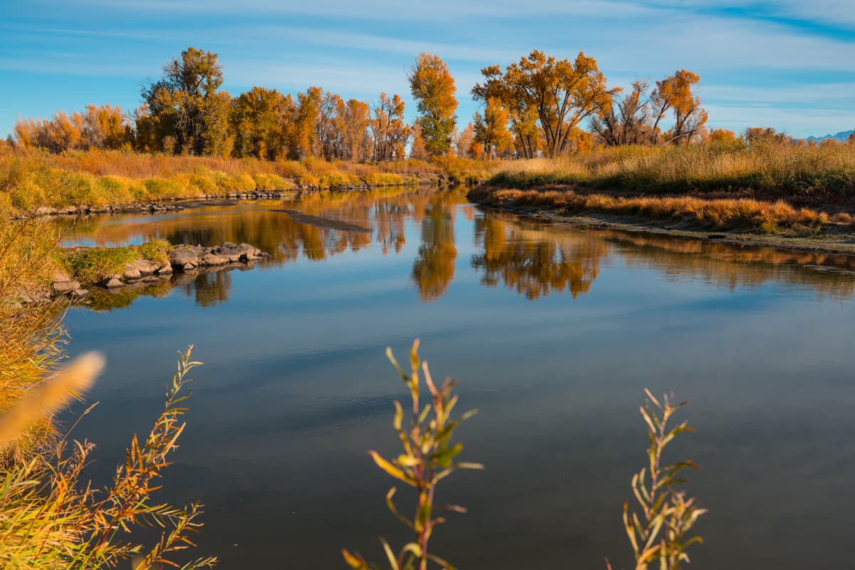 Fall trees and grasses reflect in the surface of the water at Rio Grande Alamosa Riparian Park in Alamosa Colorado