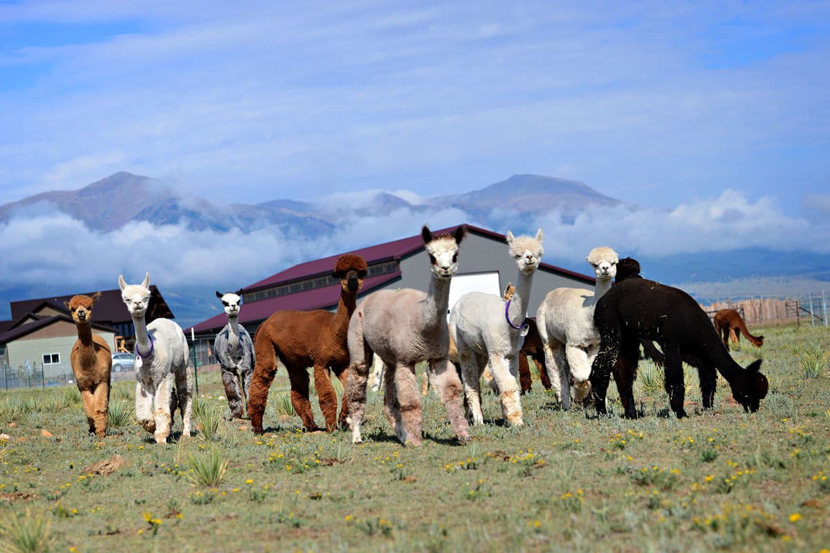 Alpacas standing on grass outside of Willow Wind Farm in Westcliffe, Colorado.