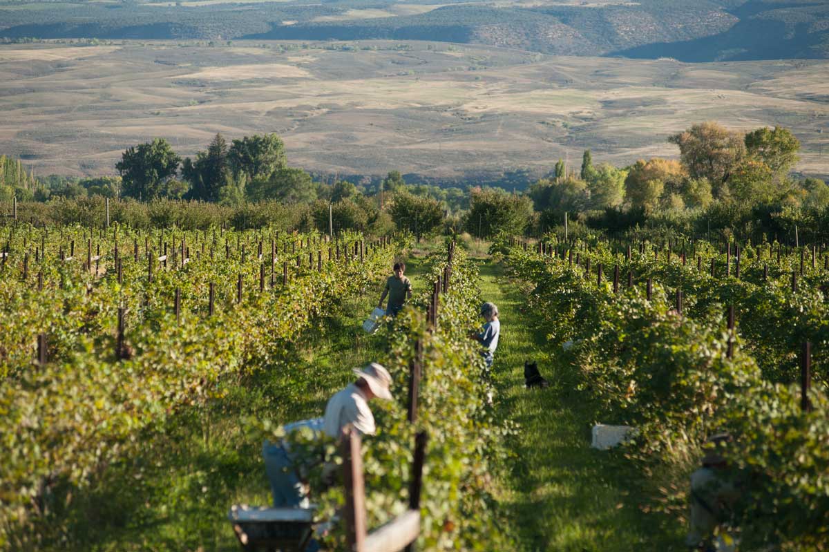 Farm & Winery Tour of Paonia & Hotchkiss