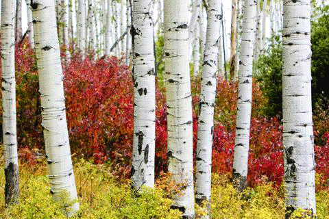 Between the turnks of a grove of white-barked aspen trees, we see fall's effect on a bright-red bush and yellow shrubs along the ground