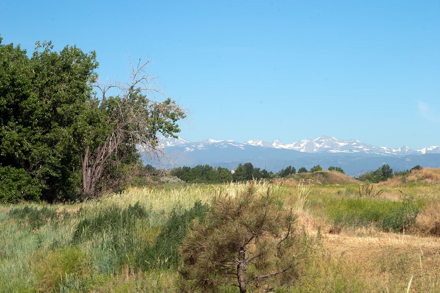 The Front Range, with snow-dusted across it sits in the background of a rural field with green and yellow tall grasses. On the left there are green-leafed trees under a blue sky.
