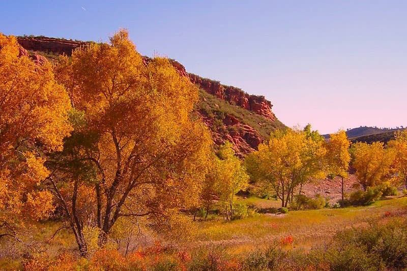 Trees bathed on fall's oranges and yellows line a trail