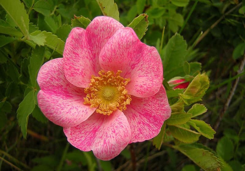 A pink wildflower with a yellow middle