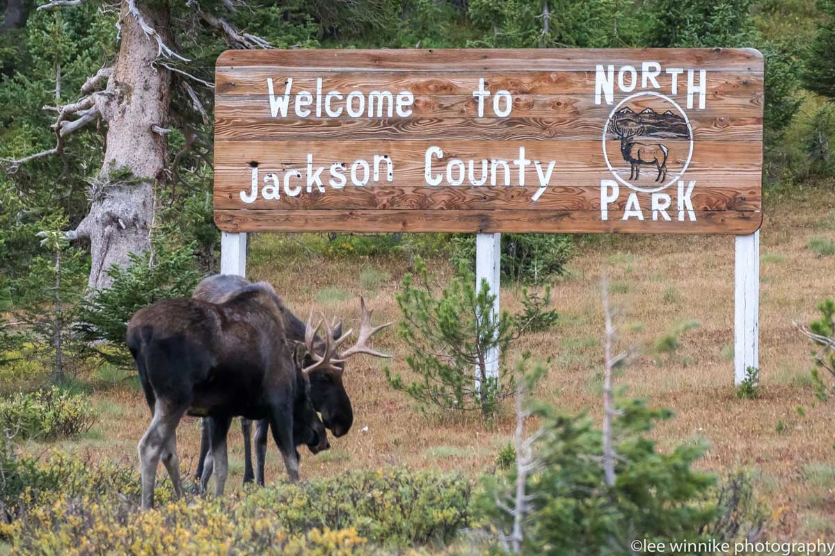 Moose near State Forest State Park