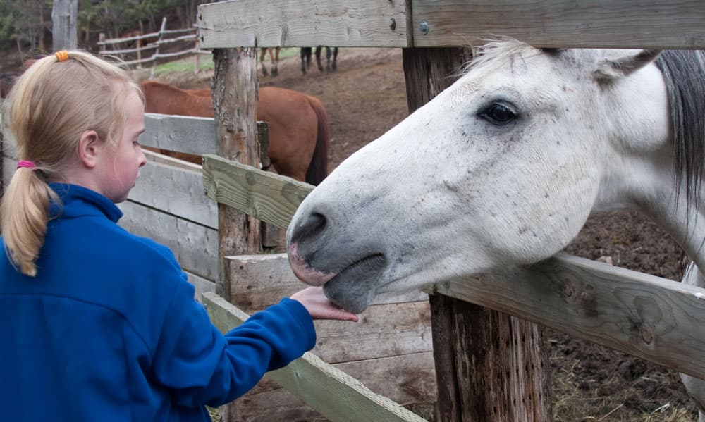 A child in a blue sweater pets the chin of a white and gray horse which is poking its head through a gap in a fence at a dude ranch in Colorado.
