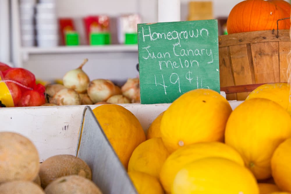 A bin of bright-yellow melon sit with a green chalkboard sign that says "Homegrown Juan Canary Melon 49 c lb."