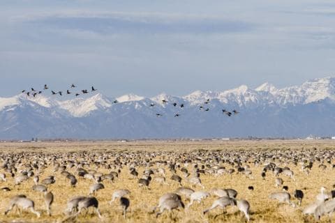 Birds graze yellow grasslands with birds flying overhead up against the backdrop of snow-covered mountain peaks.