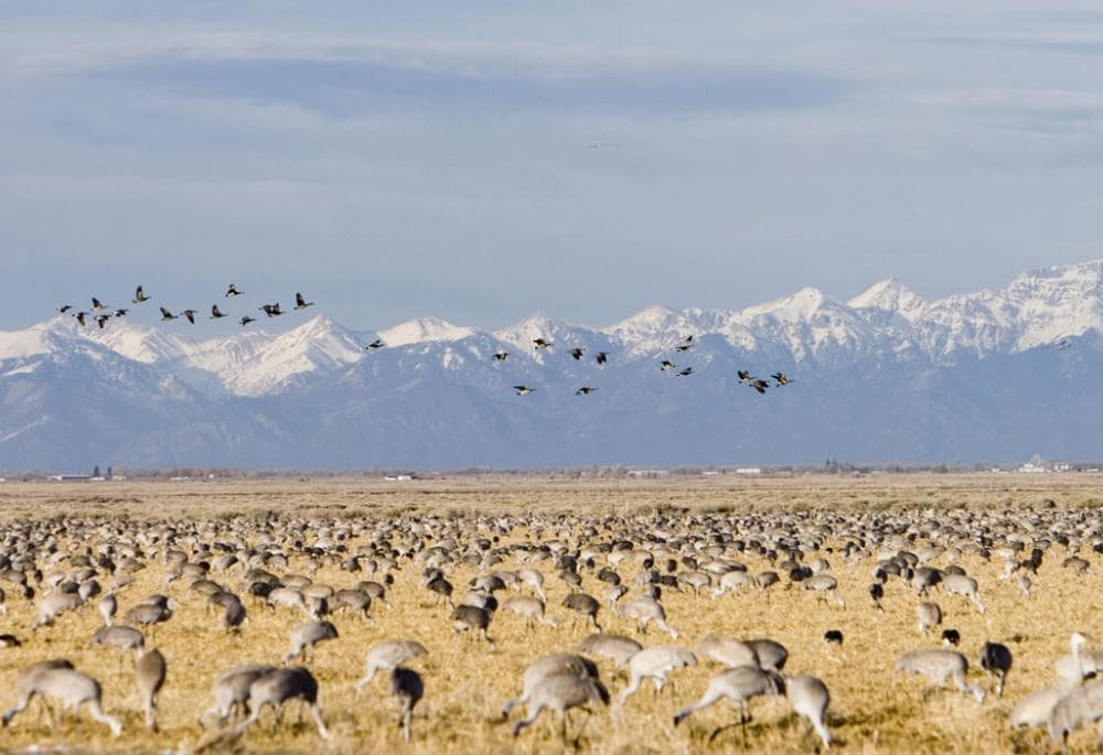 Monte Vista National Wildlife Refuge