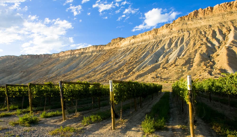 Colorado Wine Tasting