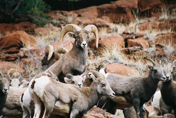 Bighorn sheep (Photo courtesy Sue Keefer/Scene in the Wild Photography)