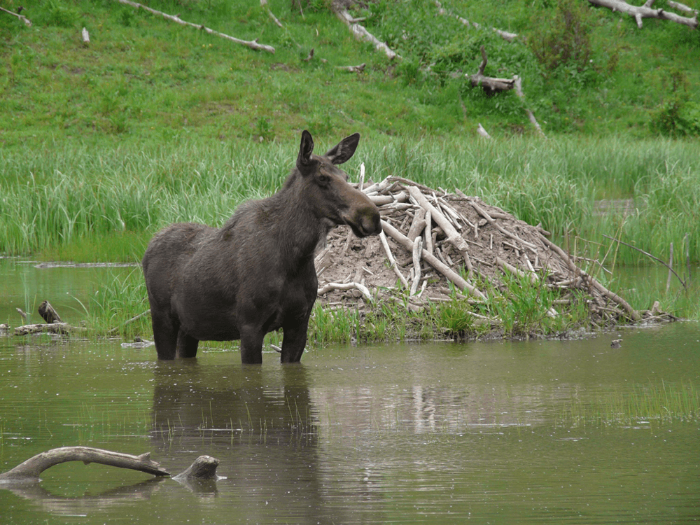 Grand Mesa moose