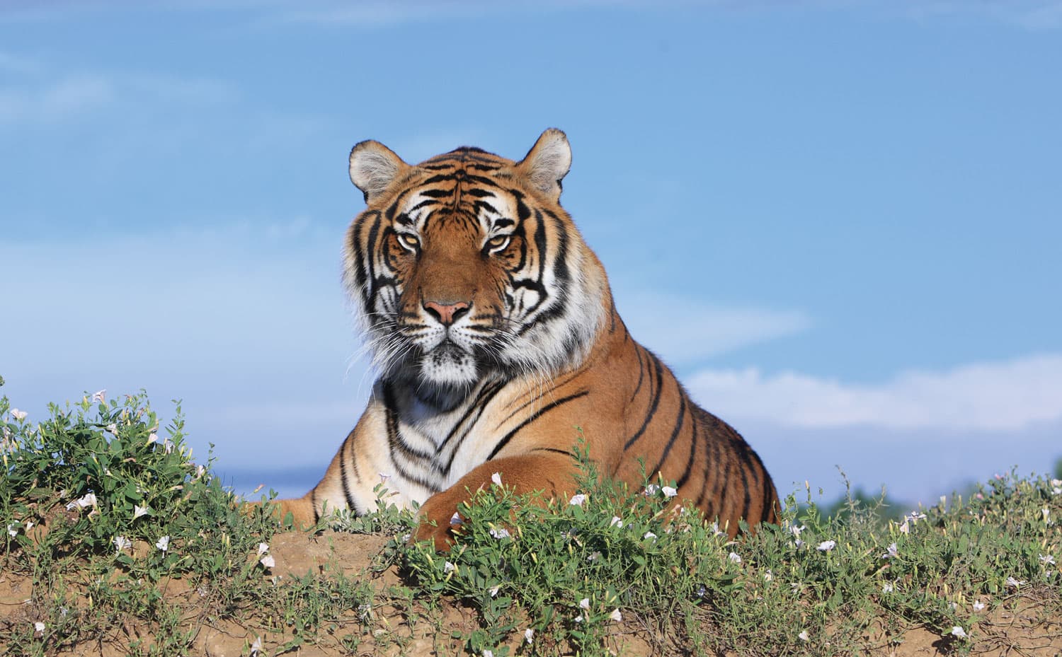 A tiger at the Wild Animal Sanctuary outside Denver in Keensburg, CO