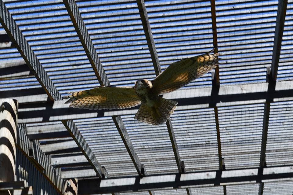 come see our beautiful birds of prey at the nature and raptor center of pueblo. photo
