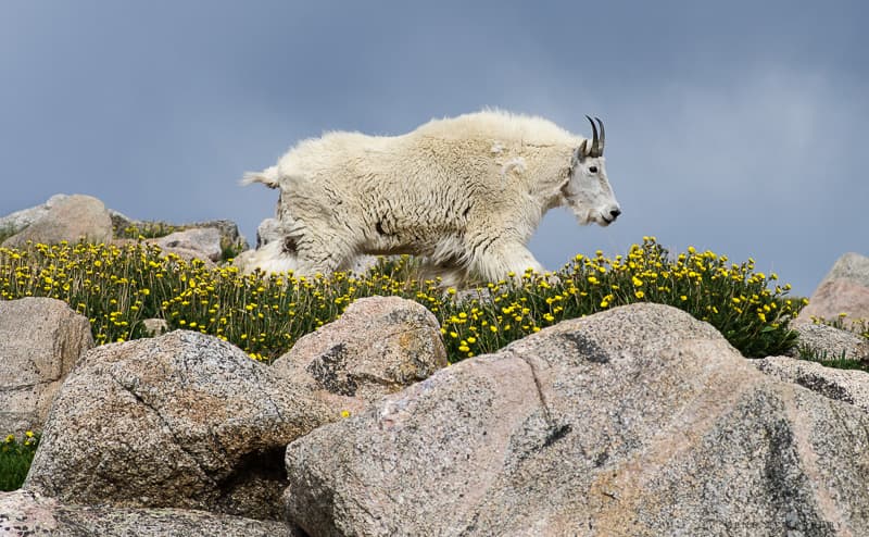 mountain goat on mt evans photo