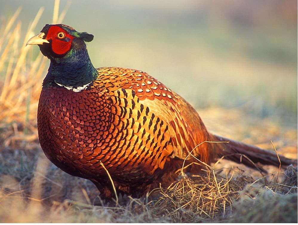 sterling is one of the best pheasant hunting towns in america! photo
