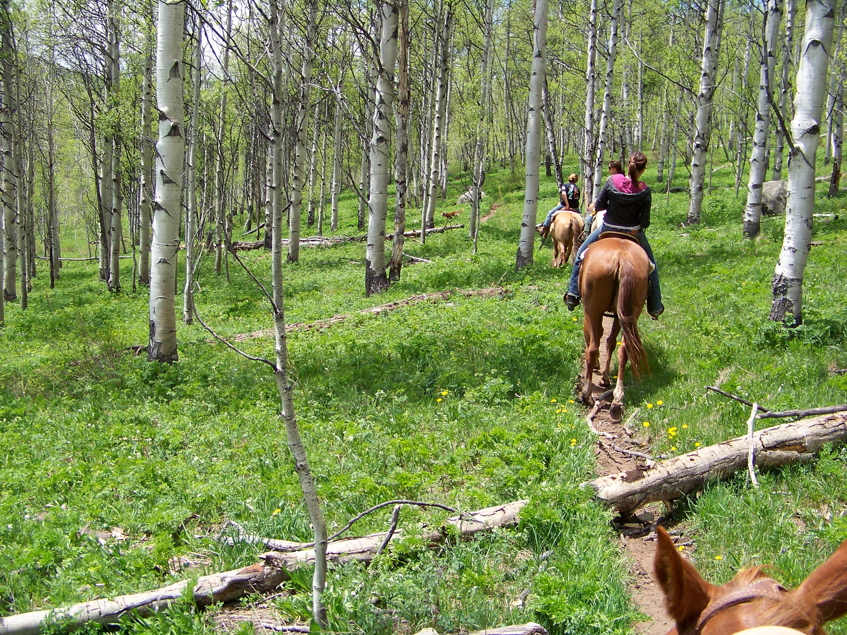 riders enjoy beautiful views from horseback from beaver creek stables photo