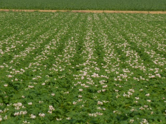 lenz family farms photo