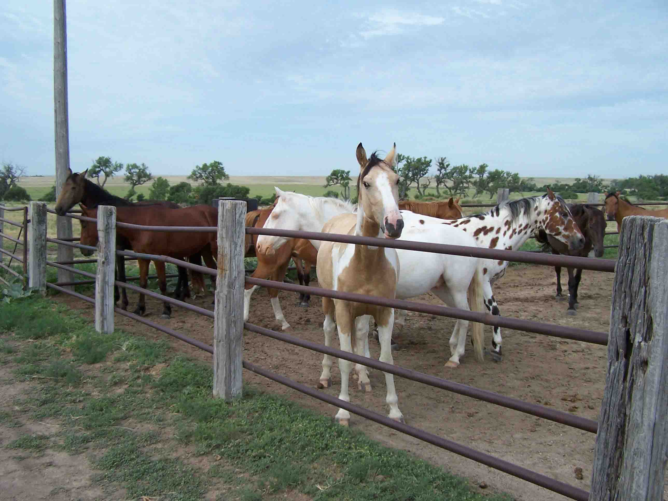 blue rose ranch photo