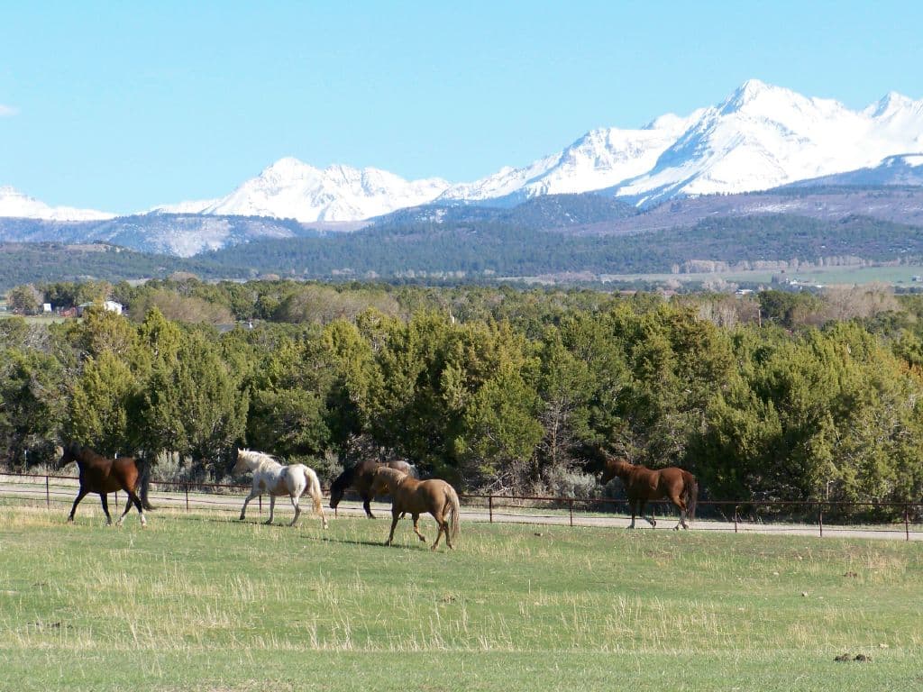 many ponies outfit & ranch photo