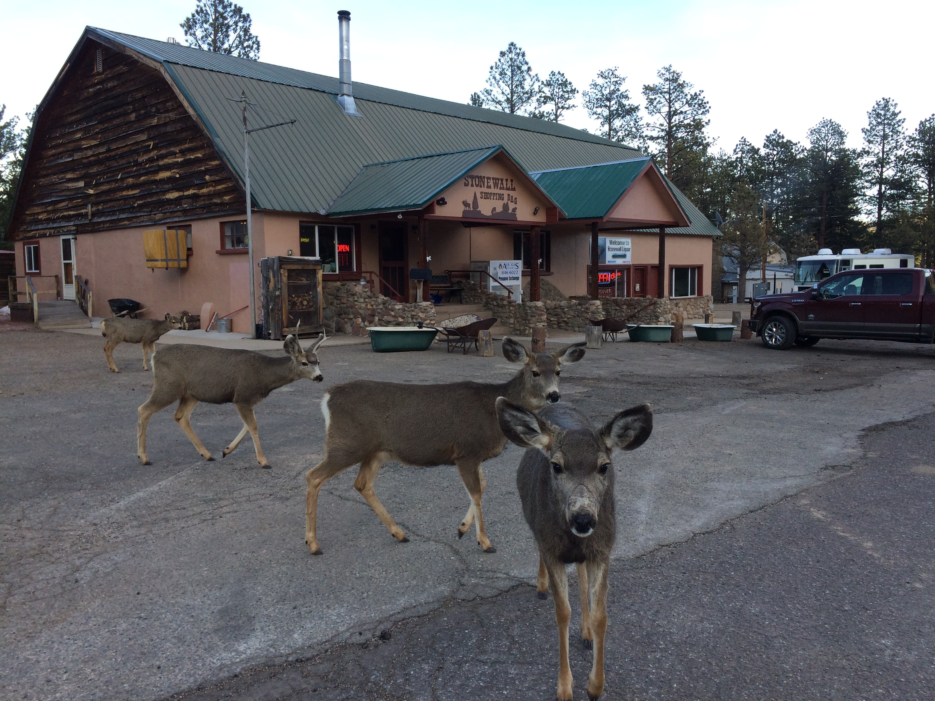 neighborhood deer cruising the streets of stonewall. photo