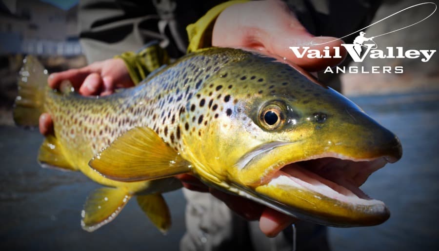 colorado rocky mountain brown trout photo