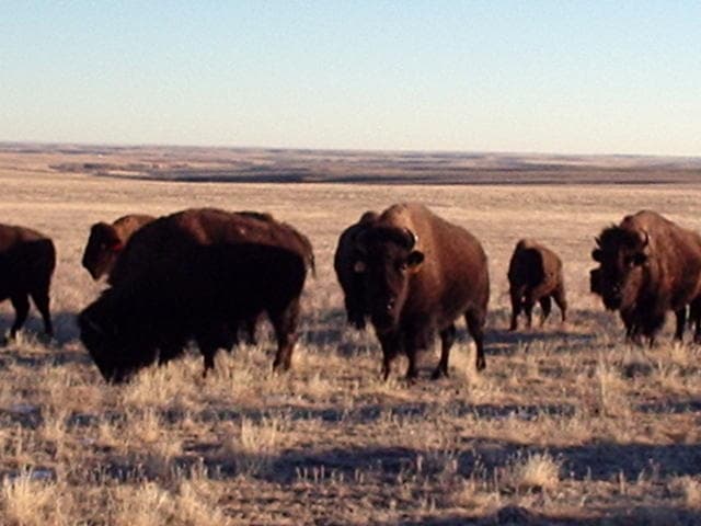 prairie ridge buffalo ranch photo