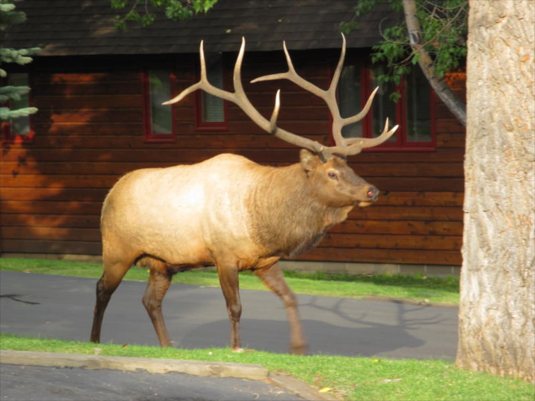 elk are frequent visitors at rams horn village resort. photo 5