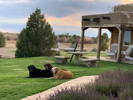 Three Dog Night Guest House