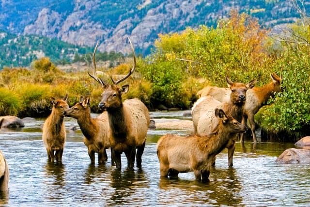Elk in a stream in Rocky Mountain National Park