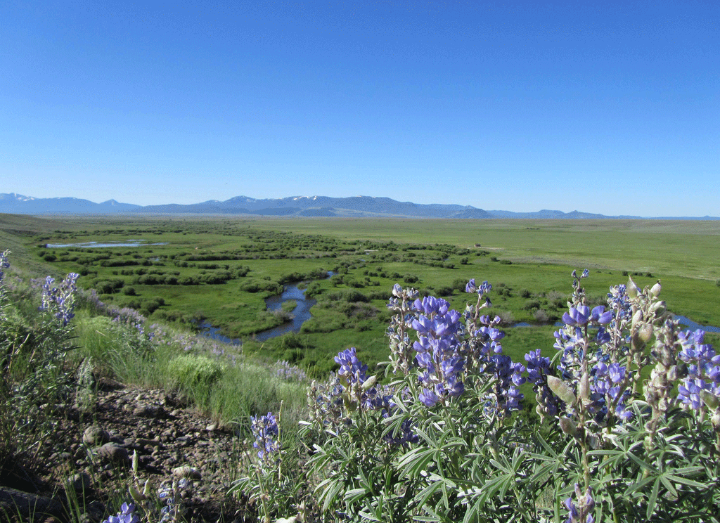 A vast green meadow peppered with purple wildflowers