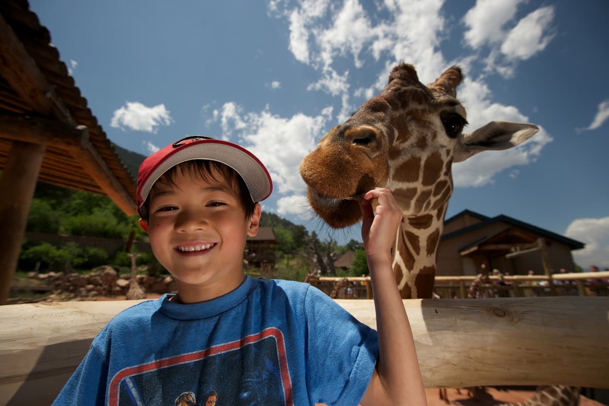 A child in a red baseball cap grins at the camera and offers a carrot to the hungry giraffe behind them at the Cheyenne Mountain Zoo.