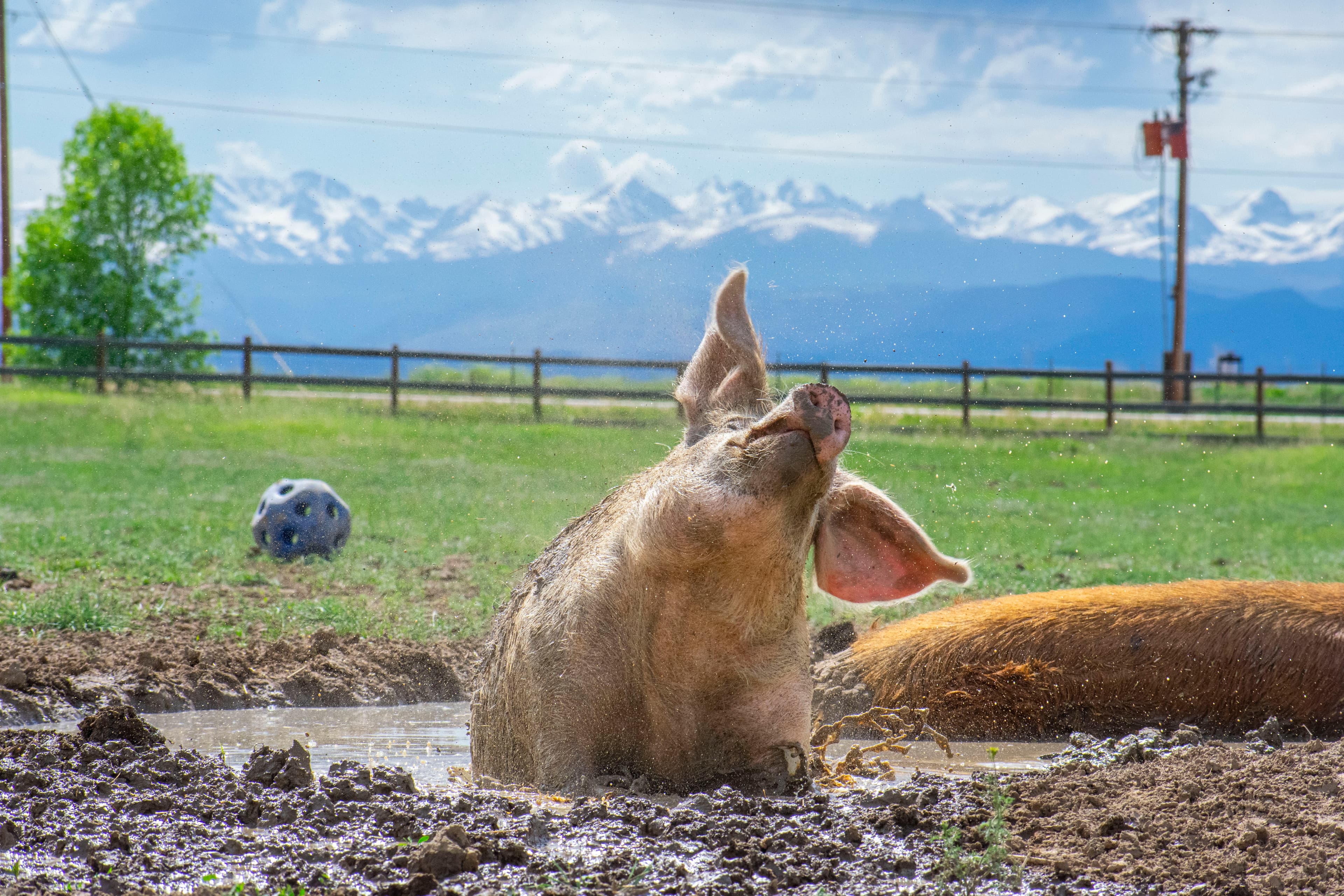 athena mudbathing on a warm summer day photo