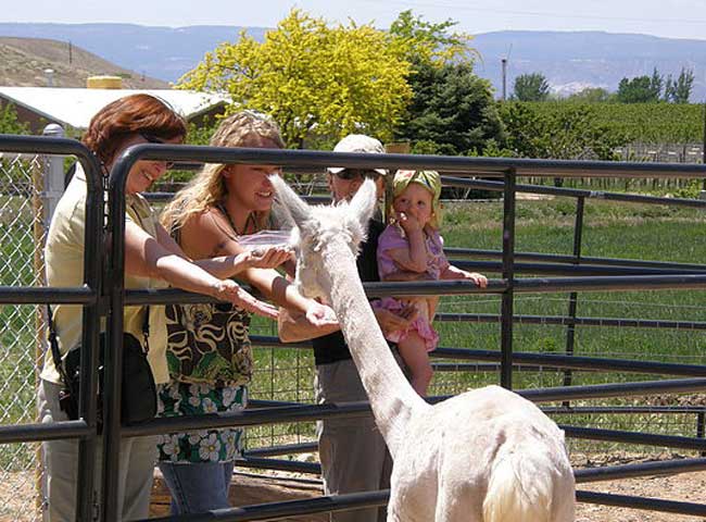suncrest orchard alpacas, llc & fiber works in palisade photo