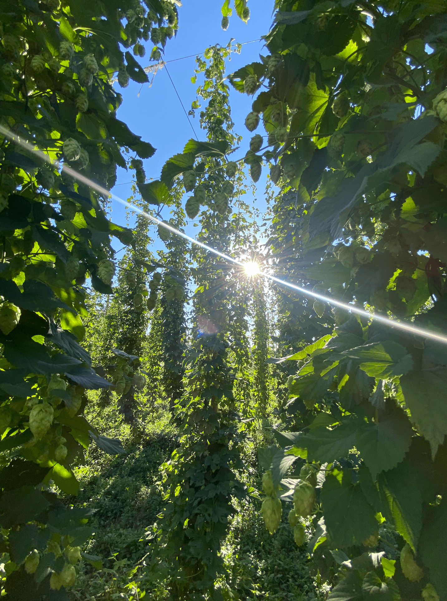 sunlight peaking through plants just before harvest in august - september. photo