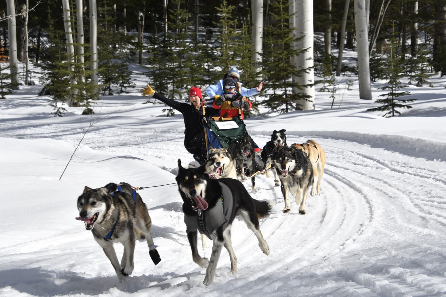 snow buddy sled dog adventures photo