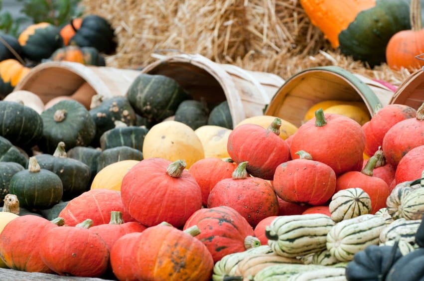 crazed corn field maze - colorado pumpkin patch photo