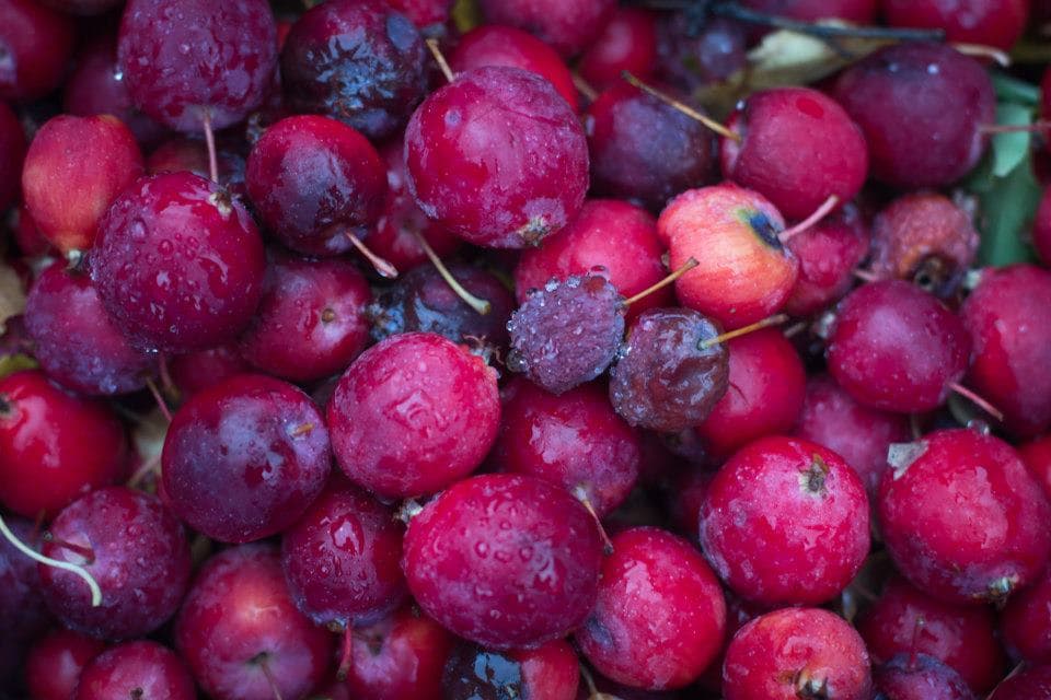 jacob springs farm photo