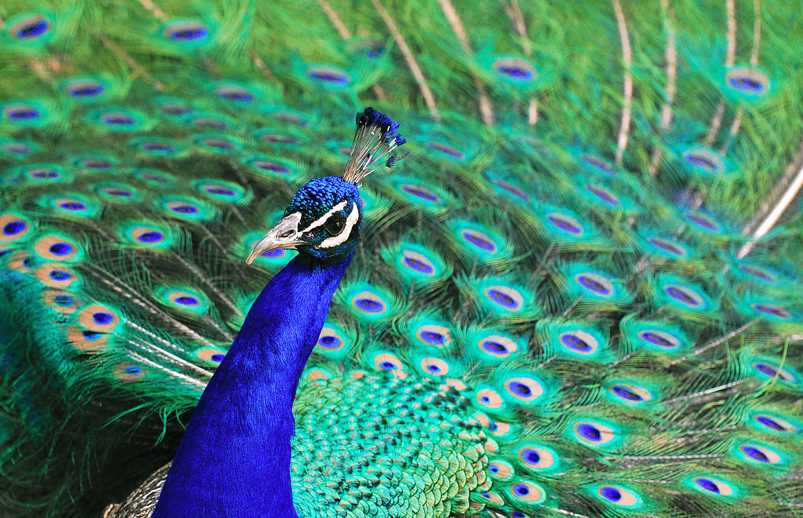 pueblo zoo peafowl photo