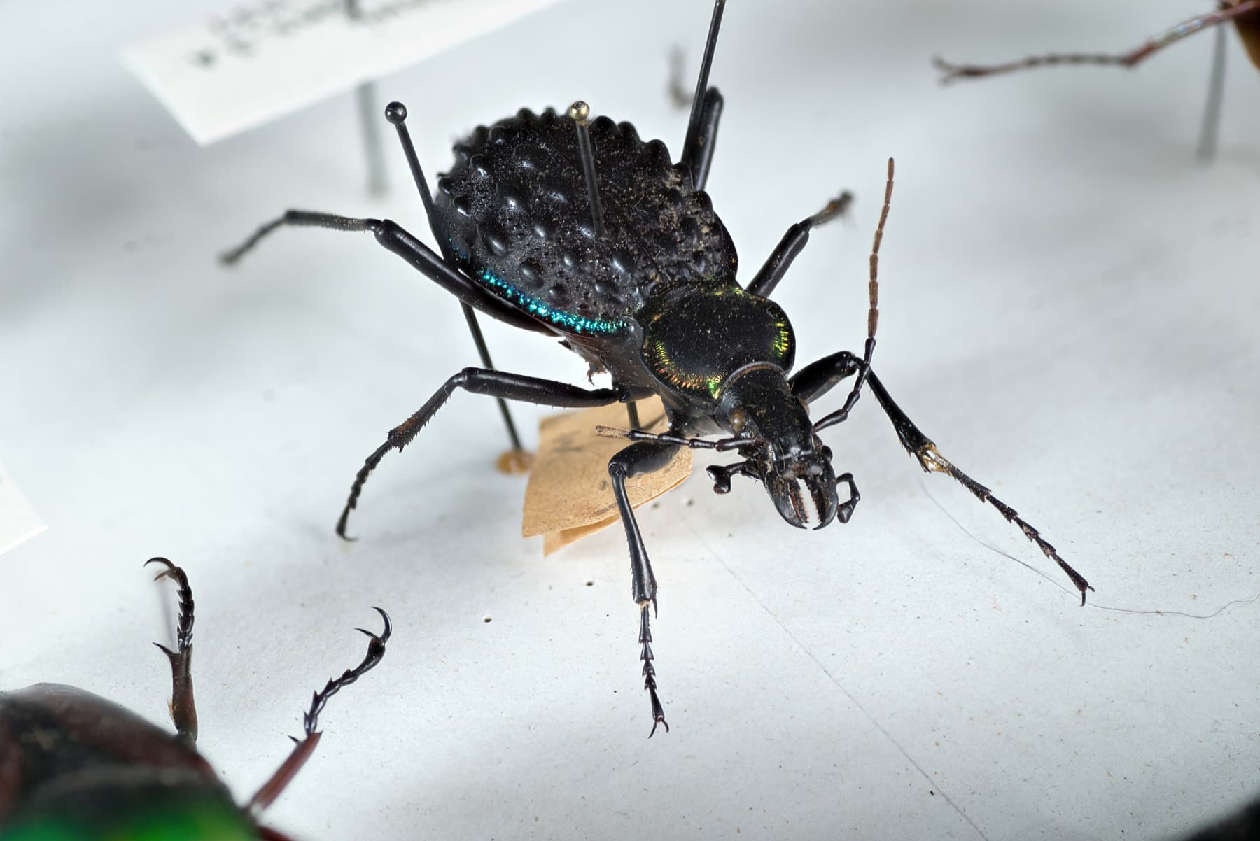 full bug photo 3
